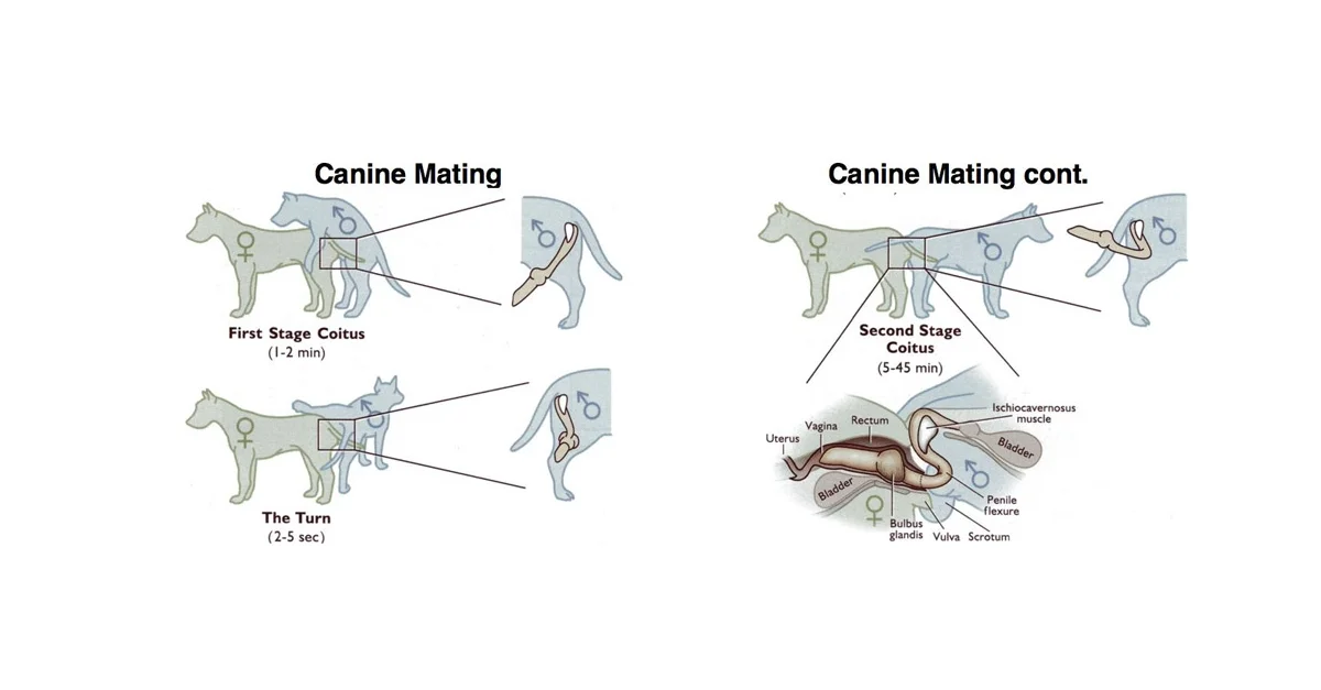 Canine anal scent glands