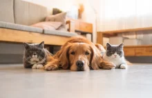 Nowy obowiązek dla właścicieli psów i kotów. Będzie jak zwierzęcy PESEL. KROPIK