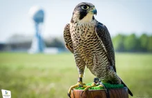 Na sokoła dwa lata szkoleń, a amstaffa może mieć każdy. Chory absurd.