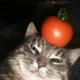 Pomidorken