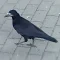 Corvus_Frugilagus