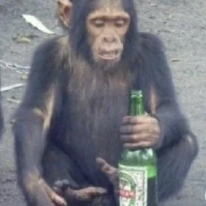 MonkeyDBeer