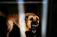 Pies zaatakował dzieci wracające ze szkoły