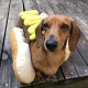 Hotdog_Konfa