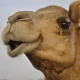 colonel-camel