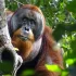Ranny orangutan sam zrobił sobie ziołowe lekarstwo.