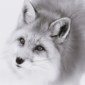 silver-fox