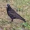 Corvus_Frugilagus