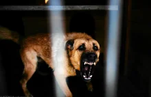 Pies pogryzł 4-latka. Właściciel uciekł, ale został złapany