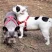 Frania_Dora_French_Bulldogs