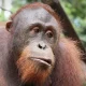 OrangutanIQ