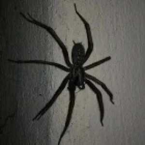 Arachnos83