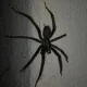 Arachnos83