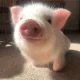 piggy_piggy