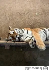 jmateuszj - #mecz W sumie to końcowy wynik Raków - Zagłębie jest znany. Tygrys gra z ...