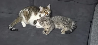 wybryk_natury - Ktoś kiedyś prosił o zdjęcie Miśki z Brunem, żeby było widać jak uros...