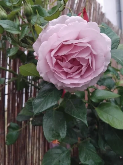 ciemnienie - Jedne z pierwszych kwiatow róży Lady Perfume juz cieszą oczy i nosy.
#og...