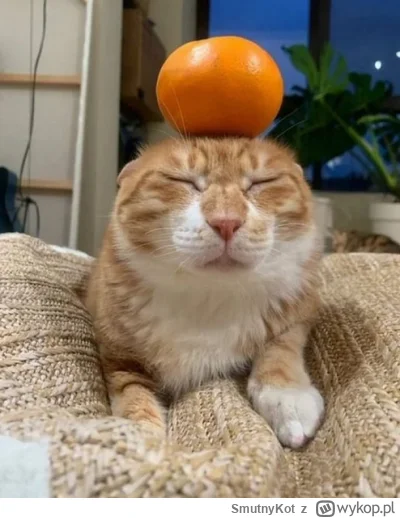 SmutnyKot - #dziwnekotki