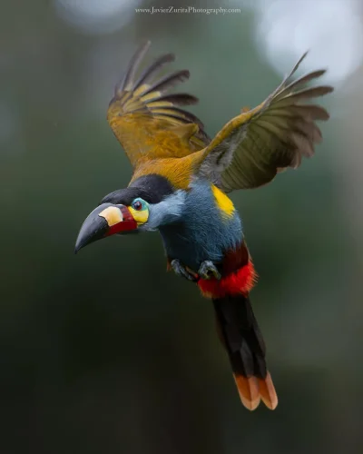 Lifelike - Andotukan pstrodzioby (Andigena laminirostris)
Autor
#photoexplorer #fotog...