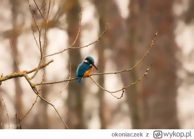 okoniaczek - Jedyny udany strzał zimorodka, jaki udało mi się zrobić. Choć na wypadac...