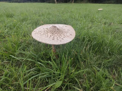 Lardor - Czy to kani? #grzyby