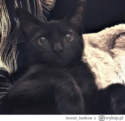 leonidbialkow - @CorvusFrugilagus: cze latajoncy