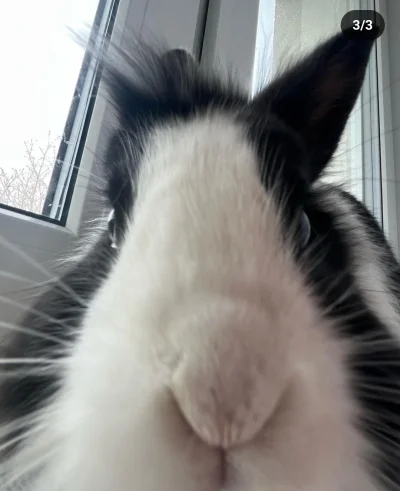 Kagernak - @ZenonBis: to nos królika...