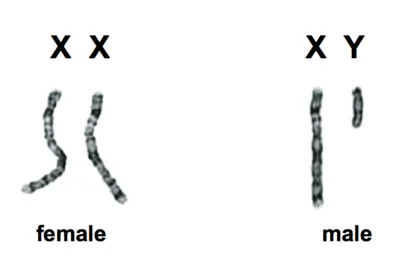 Melee_Creep - Posiadanie chromosomu Y to choroba. Samce są po prostu wybrakowane.