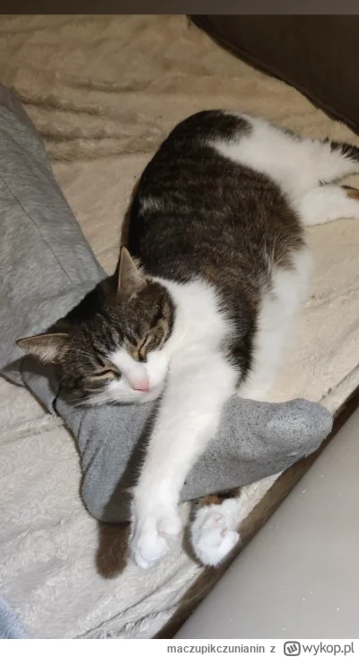 maczupikczunianin - czas na drzemke ( ͡° ͜ʖ ͡°) #koty #pokazkota