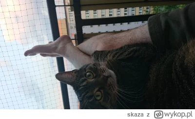 skaza - #koty tamiko