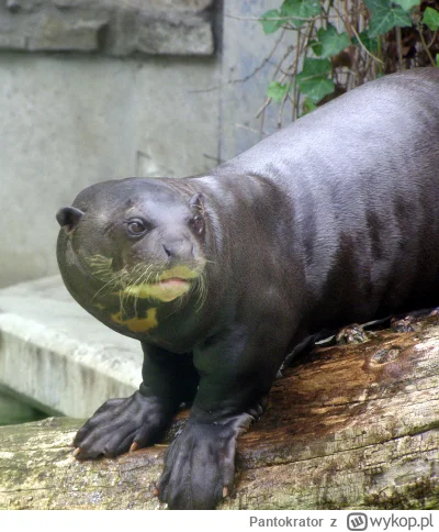 Pantokrator - Hej koledzy, ktoś mnie kiedyś straszył, że jeszcze się przekonam o potę...