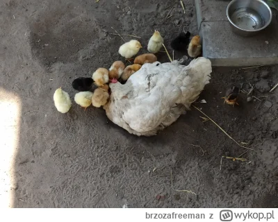 brzozafreeman - W poniedziałek wykluła się taka gromadka kurczaków, z 13 jajek 100% w...