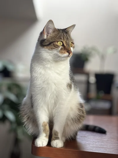 wybryk_natury - On jeszcze nie wie, że niedługo będzie się dzielił swoimi zabawkami
#...