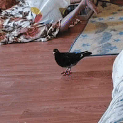 hubabubaguma - @patek66: nawet gołębie mają w------e w tę menelskie truchło i na nieg...