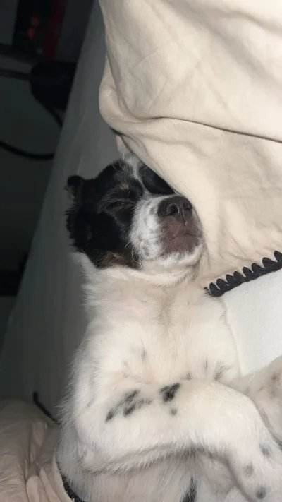 Miszza123 - Tak śpi