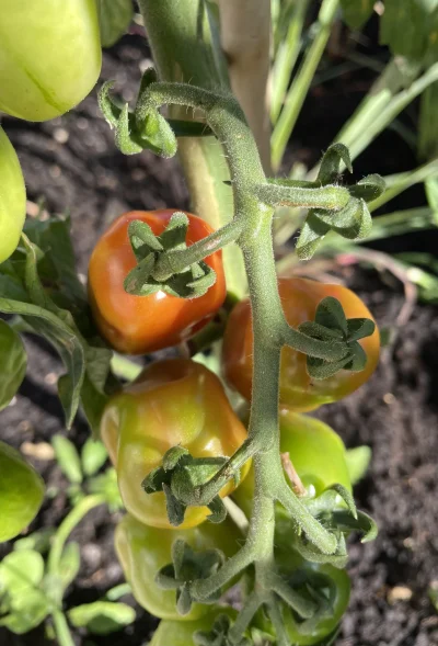 asdfghjkl - Updejt z pomidorów ( ͡° ͜ʖ ͡°) #ogrodnictwo #pomidory