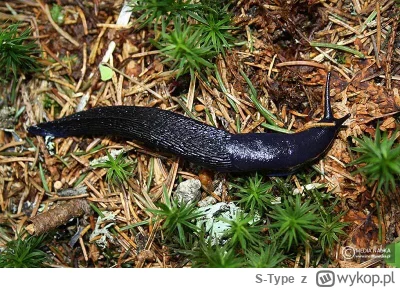 S-Type - @Jarek_P Chłop co ślimaka podłączył pod wzmacniacz ( ͡º ͜ʖ͡º)