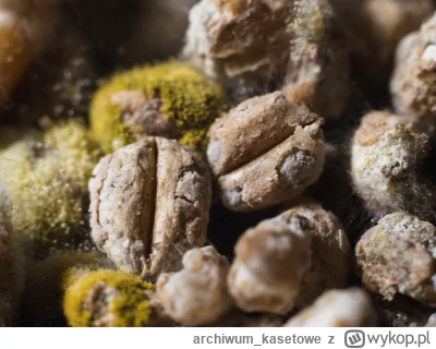 archiwumkasetowe - @archiwumkasetowe