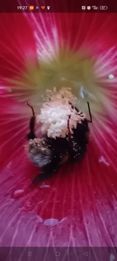 WrzeCiOna - ach, jakby tak trzmielem być trzmielem być, i wieczorem, na płateczku nek...