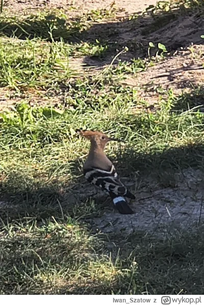 Iwan_Szatow - @WolvvloW też go widziałem