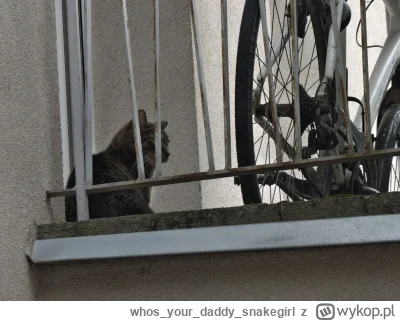 whosyourdaddy_snakegirl - Obrażon

#kot #kitku #koty #pokazkota #kitkuzprzypadku #spi...
