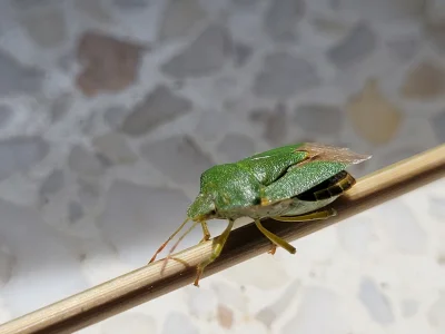 Mr3nKi - >Ktoś mi może powiedzieć co to za gad, wszedł mi przez okno, nawet 2 

@nair...