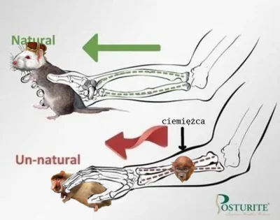 Panitsch - #konkursnanajbardziejgownianymemznosaczem