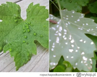 ropuchapodkamieniem - Pozbywał się ktoś szpecieli z winorośli? Mam 2 letni agat i wos...