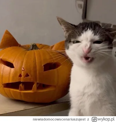 niewiadomocowscenariuszujest - #kitku #koty #crunchycatluna