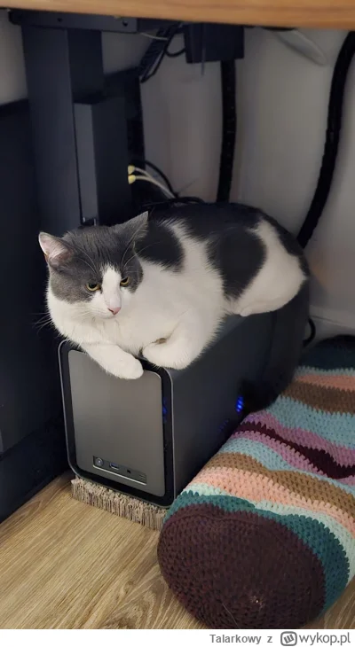 Talarkowy - #pokazkota homelab security officer  (⌐ ͡■ ͜ʖ ͡■)