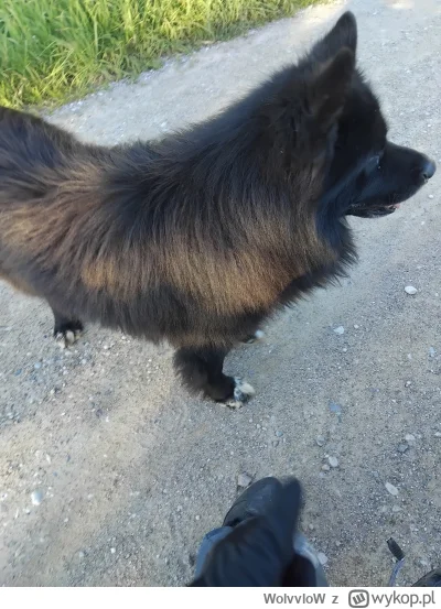 WolvvloW - @WolvvloW