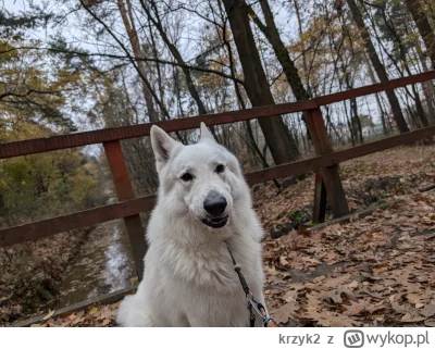 krzyk2 - 62 243,22 - 14,41 - 21,12 - 4,74 - 11,29 - 4,09 - 5,00 - 17,02 - 9,96 - 10,0...