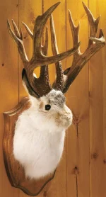 Corvus_Frugilagus - Witam wszystkich serdecznie w te sobotnią noc.