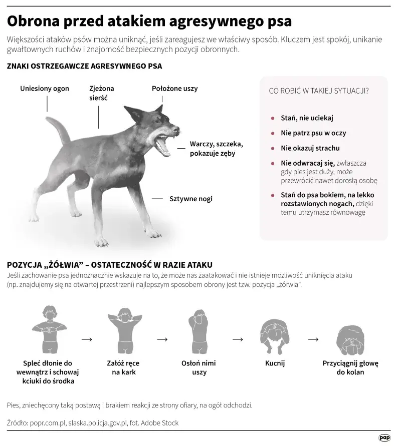 PIAN--A_A--KTYWNA - #psy #pies #protip